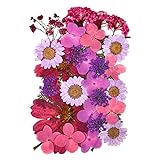 Flores Prensadas Mixtas para DIY Joyería de Resina Manualidad Flores Secas Naturales Prensadas para Arte Decoración Floral Scrapbooking (Púrpura)