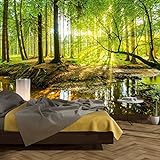 murimage Papel Pintado Bosque 366 x 254 cm Incluyendo Pegamento Fotomurales Vista 3D Madera árboles luz del Sol Sala Living Oficina Dormitorio