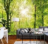 murimage Papel Pintado Bosque 3D 274 x 254 cm Incluye Pegamento Fotomurales Vista madera árboles luz del sol living sala