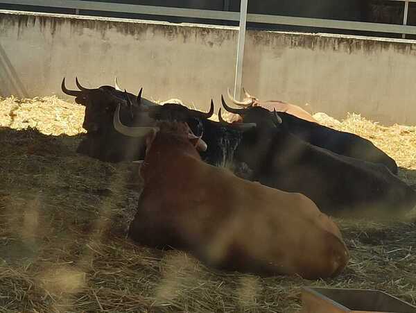 Les taureaux de La Palmosilla, dans les Corrales del Gas. Informations : Rosario Pérez