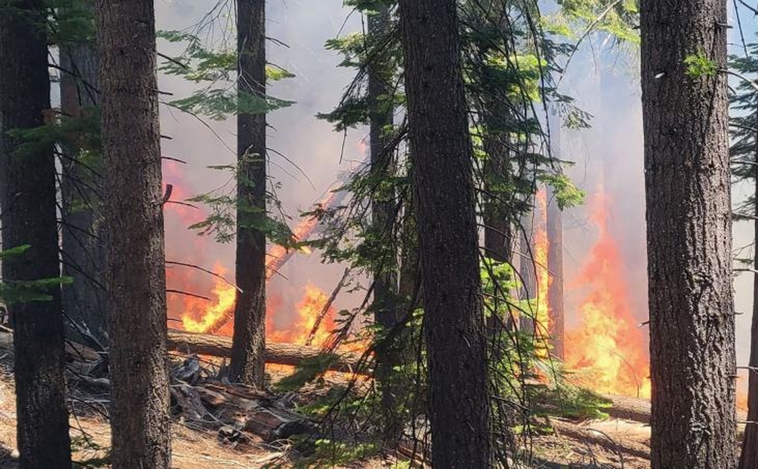 덤불과 숲의 발견은 화재의 위험을 증가시킵니다.