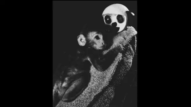 Uno de los monos del experimento de Harlow, con la madre sustituta suave