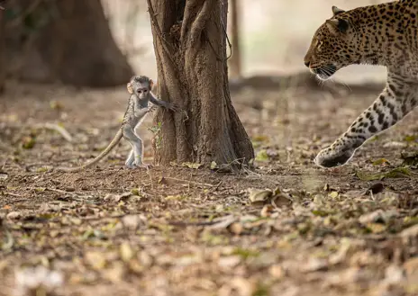 Imagen secundaria 1 - La cría de mono mientras intentó escapar de la leoparda y otra de las secuencias de la imagen viral