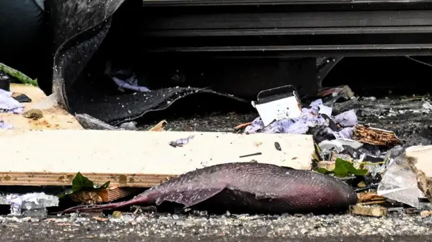 Un pește mort lângă dărâmături după ce acvariul AquaDom a explodat la Berlin