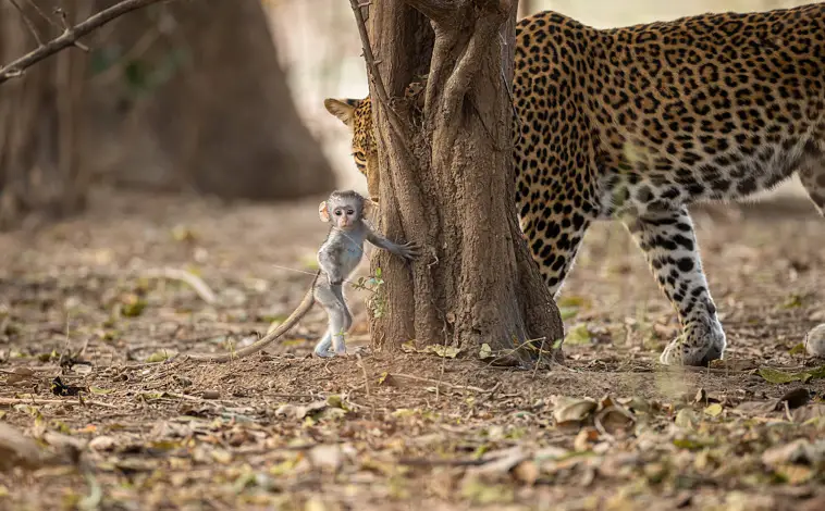 Imagen principal - La cría de mono mientras intentaba escapar de la leoparda y otra de las secuencias de la imagen viral