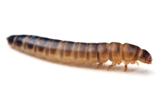 Imagen principal - Larva del escarabajo del estiércol