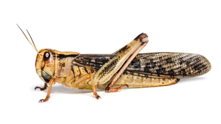 Prif Ddelwedd - Locust Mudol